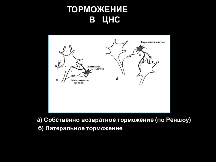 а) Собственно возвратное торможение (по Реншоу) б) Латеральное торможение ТОРМОЖЕНИЕ В ЦНС