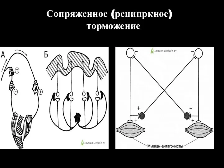 Сопряженное (реципркное) торможение