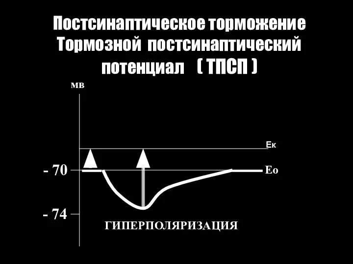 Постсинаптическое торможение Тормозной постсинаптический потенциал ( ТПСП ) - 70 - 74 мв Ео ГИПЕРПОЛЯРИЗАЦИЯ Ек