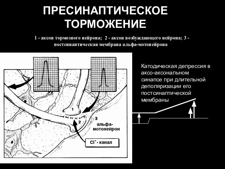 ПРЕСИНАПТИЧЕСКОЕ ТОРМОЖЕНИЕ 1 - аксон тормозного нейрона; 2 - аксон возбуждающего