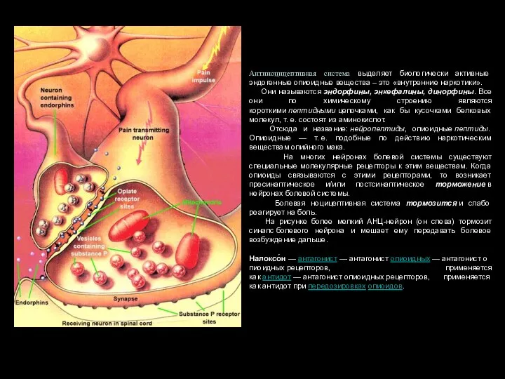 Антиноцицептивная система выделяет биологически активные эндогенные опиоидные вещества – это «внутренние