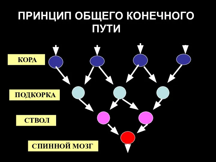 ПРИНЦИП ОБЩЕГО КОНЕЧНОГО ПУТИ КОРА ПОДКОРКА СТВОЛ СПИННОЙ МОЗГ