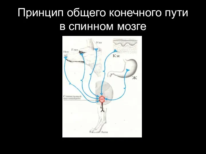 Принцип общего конечного пути в спинном мозге