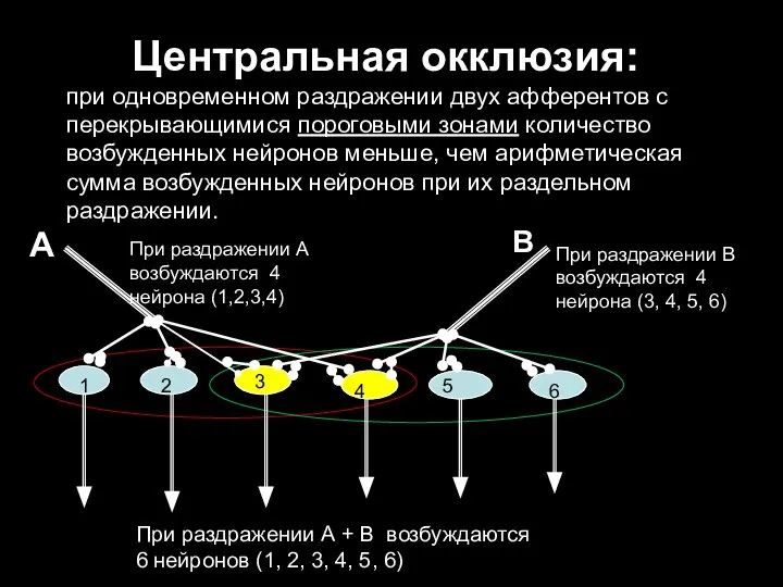 Центральная окклюзия: при одновременном раздражении двух афферентов с перекрывающимися пороговыми зонами