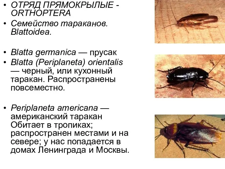 ОТРЯД ПРЯМОКРЫЛЫЕ - ОRТНОРТЕRА Семейство тараканов. Blattoidea. Вlаttа gеrтаniса — прусак