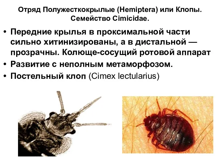 Отряд Полужесткокрылые (Hemiptera) или Клопы. Семейство Cimicidae. Передние крылья в проксимальной