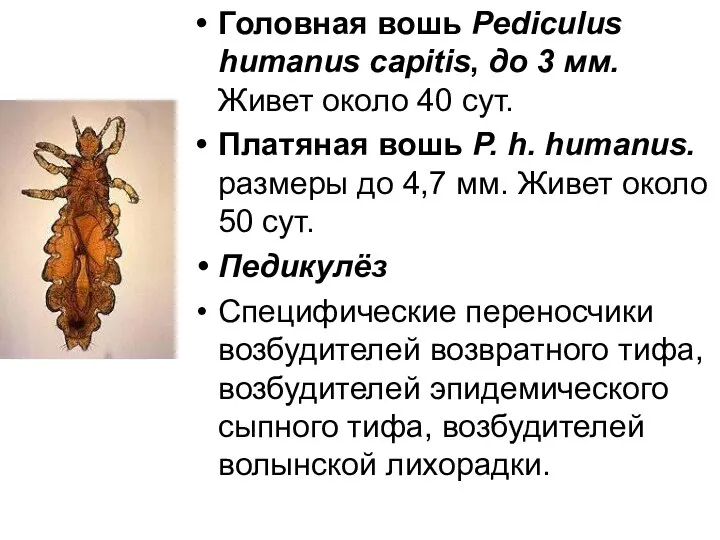 Головная вошь Pediculus humanus capitis, до 3 мм. Живет около 40