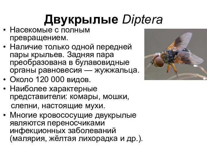 Двукрылые Diptera Насекомые с полным превращением. Наличие только одной передней пары