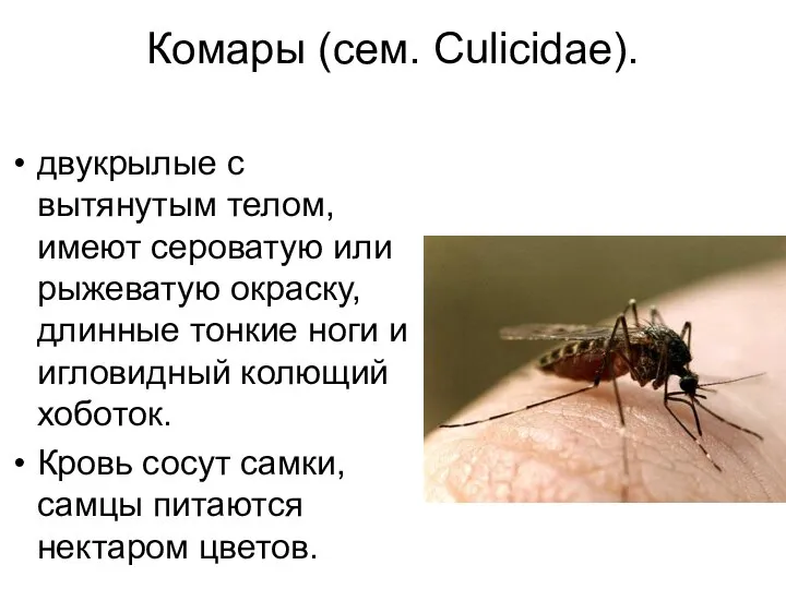Комары (сем. Culicidae). двукрылые с вытянутым телом, имеют сероватую или рыжеватую