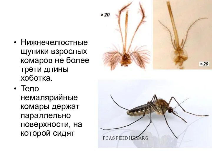 Нижнечелюстные щупики взрослых комаров не более трети длины хоботка. Тело немалярийные