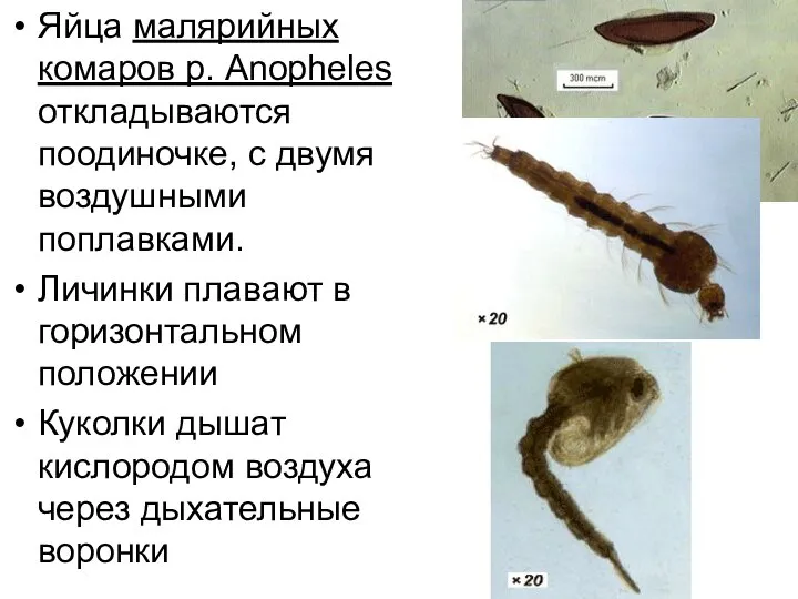 Яйца малярийных комаров р. Anopheles откладываются поодиночке, с двумя воздушными поплавками.