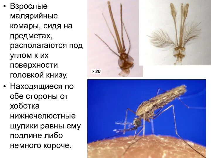 Взрослые малярийные комары, сидя на предметах, располагаются под углом к их