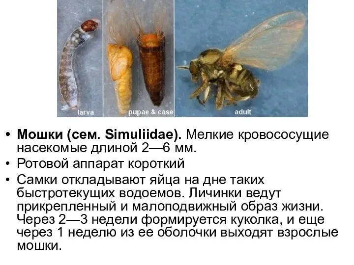 Мошки (сем. Simuliidae). Мелкие кровососущие насекомые длиной 2—6 мм. Ротовой аппарат