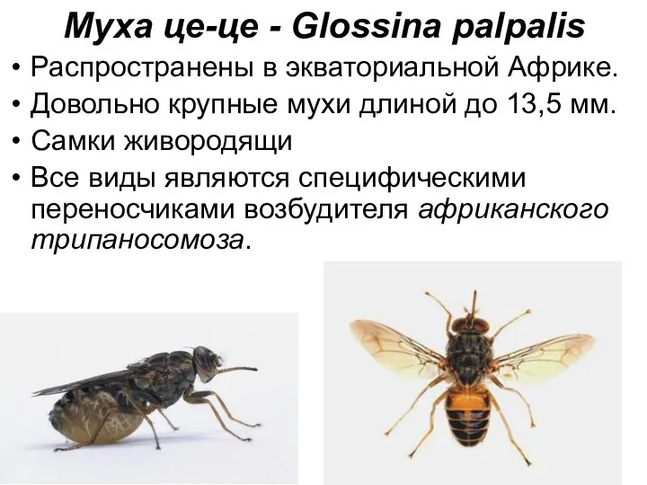 Муха це-це - Glossina palpalis Распространены в экваториальной Африке. Довольно крупные