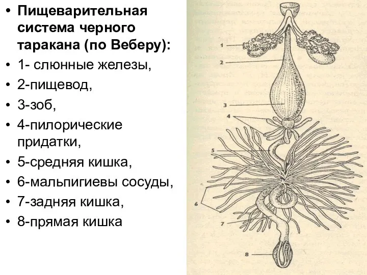 Пищеварительная система черного таракана (по Веберу): 1- cлюнные железы, 2-пищевод, 3-зоб,