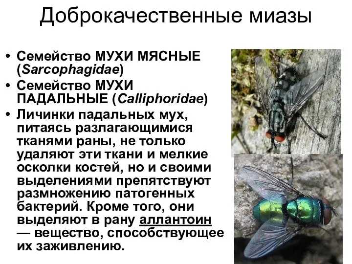 Доброкачественные миазы Семейство МУХИ МЯСНЫЕ (Sarcophagidae) Семейство МУХИ ПАДАЛЬНЫЕ (Calliphoridae) Личинки