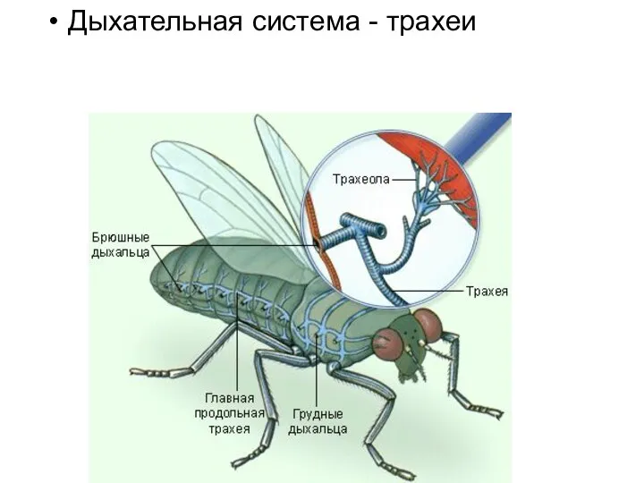 Дыхательная система - трахеи