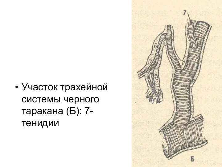 Участок трахейной системы черного таракана (Б): 7-тенидии