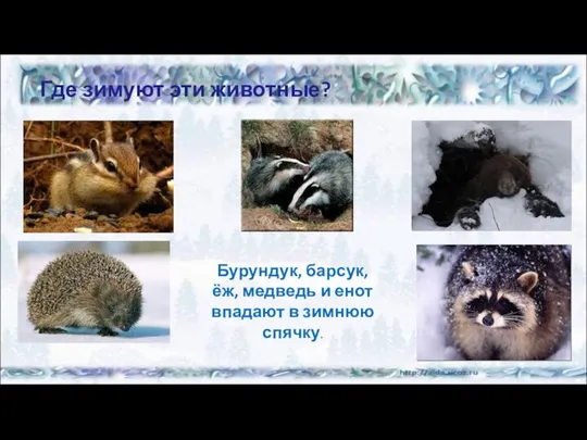 Где зимуют эти животные? Бурундук, барсук, ёж, медведь и енот впадают в зимнюю спячку.