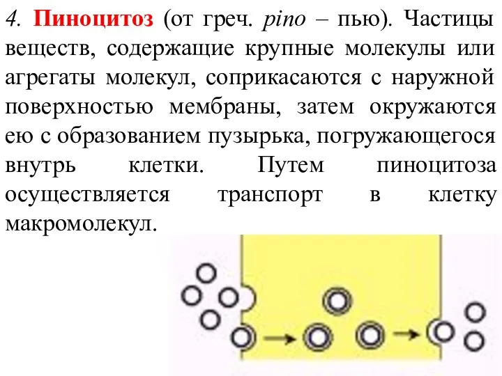 4. Пиноцитоз (от греч. pino – пью). Частицы веществ, содержащие крупные