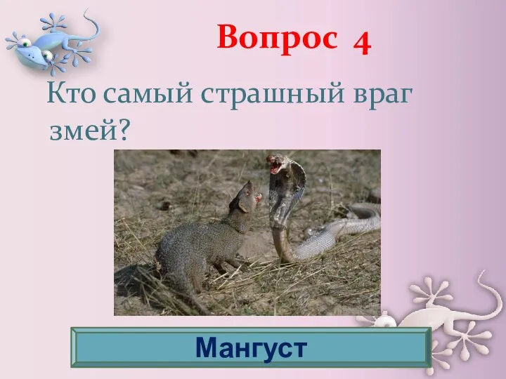 Вопрос 4 Кто самый страшный враг змей? Мангуст