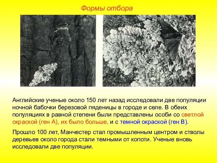 Формы отбора Английские ученые около 150 лет назад исследовали две популяции