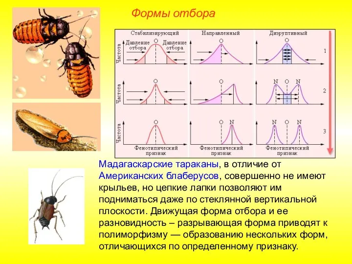 Формы отбора Мадагаскарские тараканы, в отличие от Американских блаберусов, совершенно не