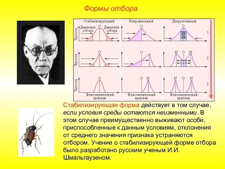 Формы отбора Стабилизирующая форма действует в том случае, если условия среды