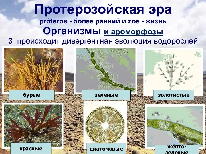 Протерозойская эра próteros - более ранний и zoe - жизнь Организмы