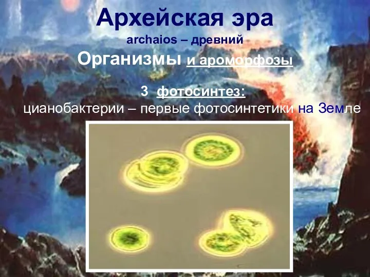 Архейская эра аrchaios – древний Организмы и ароморфозы 3 фотосинтез: цианобактерии – первые фотосинтетики на Земле