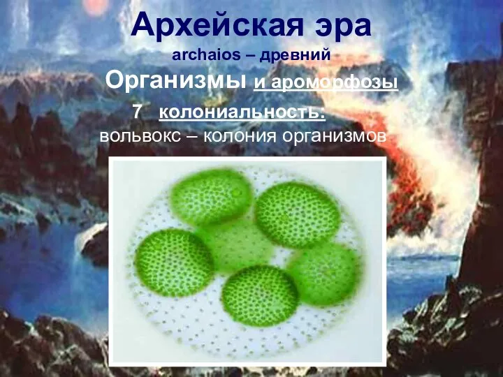 7 колониальность: вольвокс – колония организмов Архейская эра аrchaios – древний Организмы и ароморфозы