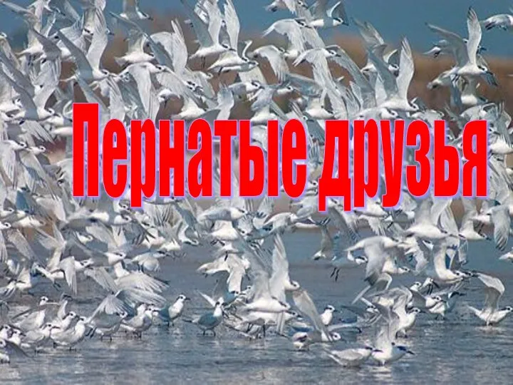 Пернатые друзья