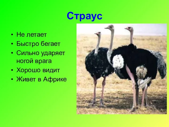 Страус Не летает Быстро бегает Сильно ударяет ногой врага Хорошо видит Живет в Африке