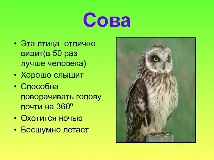 Сова Эта птица отлично видит(в 50 раз лучше человека) Хорошо слышит