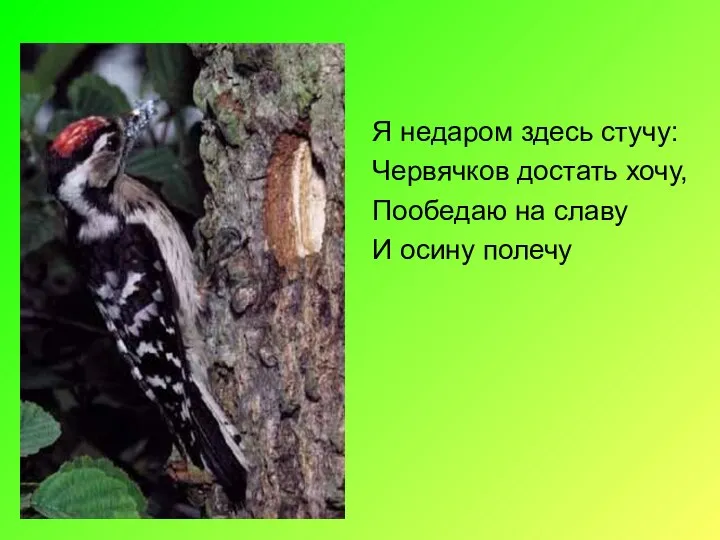 Я недаром здесь стучу: Червячков достать хочу, Пообедаю на славу И осину полечу