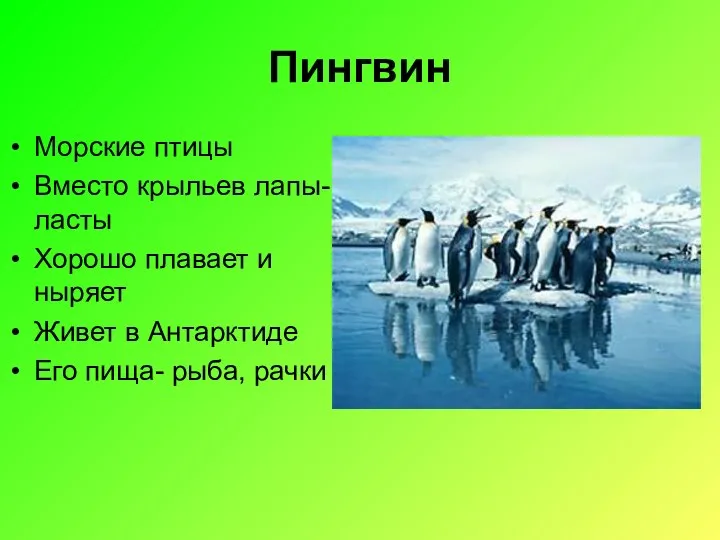 Пингвин Морские птицы Вместо крыльев лапы-ласты Хорошо плавает и ныряет Живет