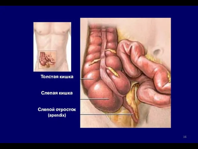 Толстая кишка Слепая кишка Слепой отросток (apendix)