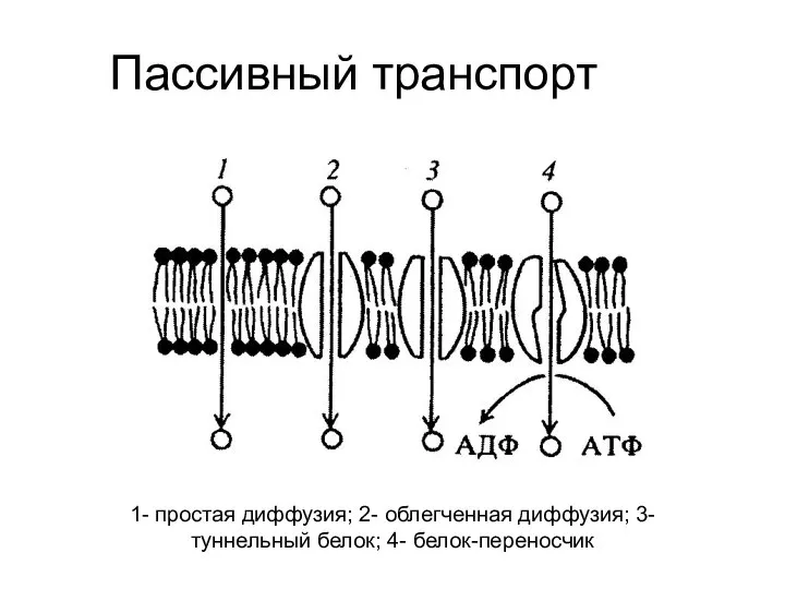 Пассивный транспорт 1- простая диффузия; 2- облегченная диффузия; 3- туннельный белок; 4- белок-переносчик