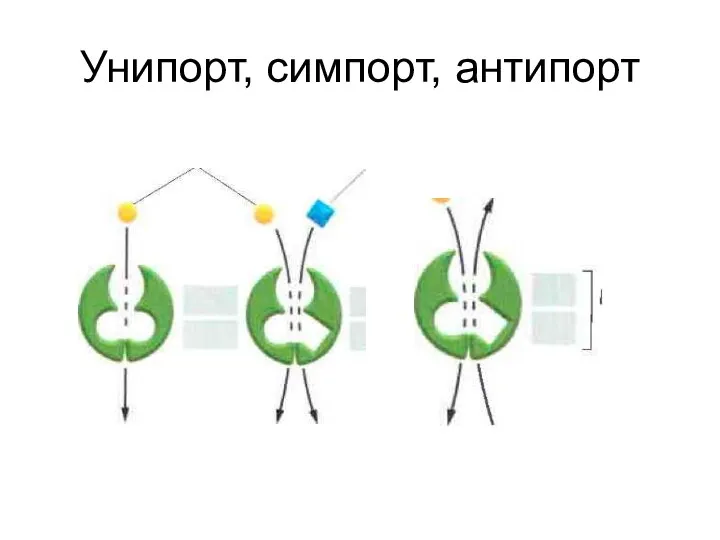 Унипорт, симпорт, антипорт