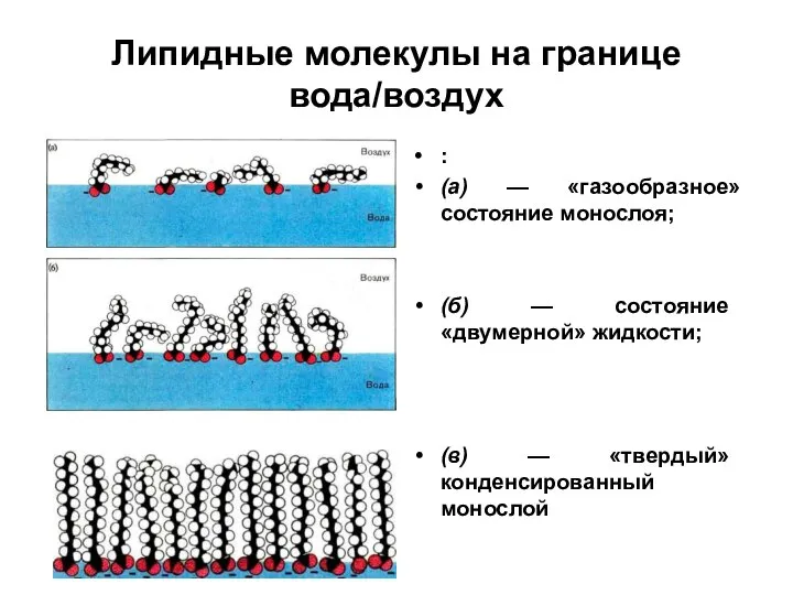 Липидные молекулы на границе вода/воздух : (а) — «газообразное» состояние моно­слоя;