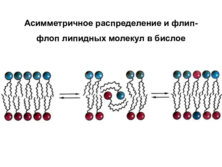 Асимметричное распределение и флип-флоп липидных молекул в бислое