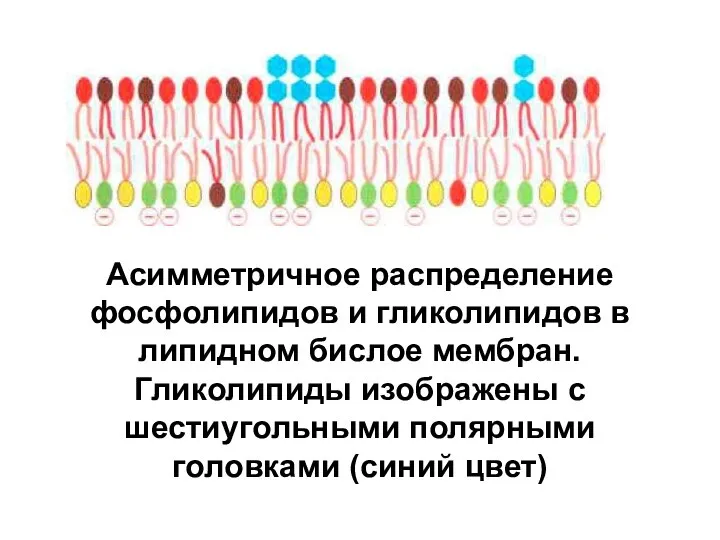 Асимметричное распределение фосфолипидов и гликолипидов в липидном бислое мембран. Гликолипиды изображены