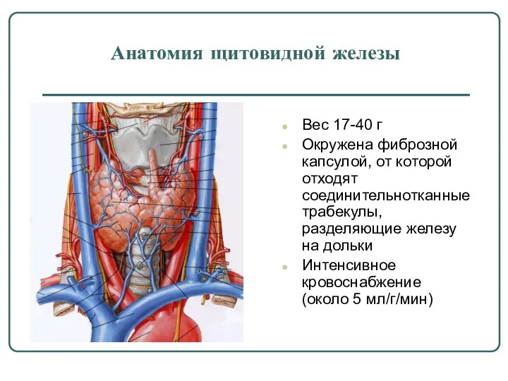 Анатомия щитовидной железы Вес 17-40 г Окружена фиброзной капсулой, от которой