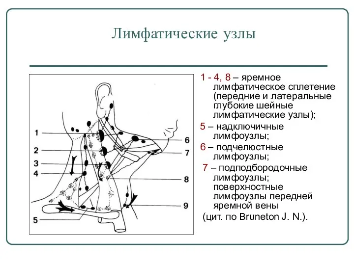 Лимфатические узлы 1 - 4, 8 – яремное лимфатическое сплетение (передние