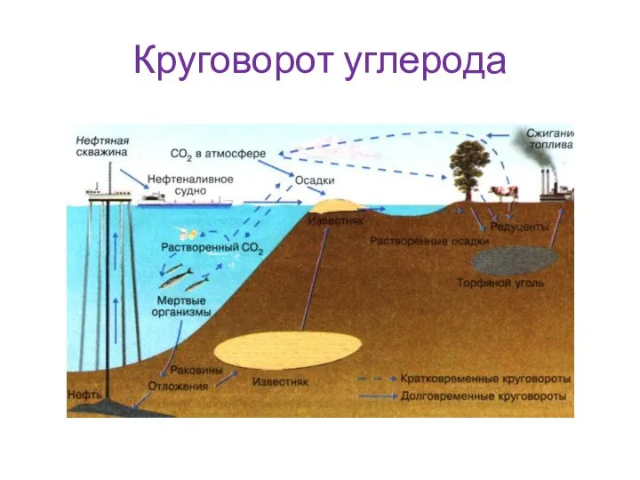 Круговорот углерода