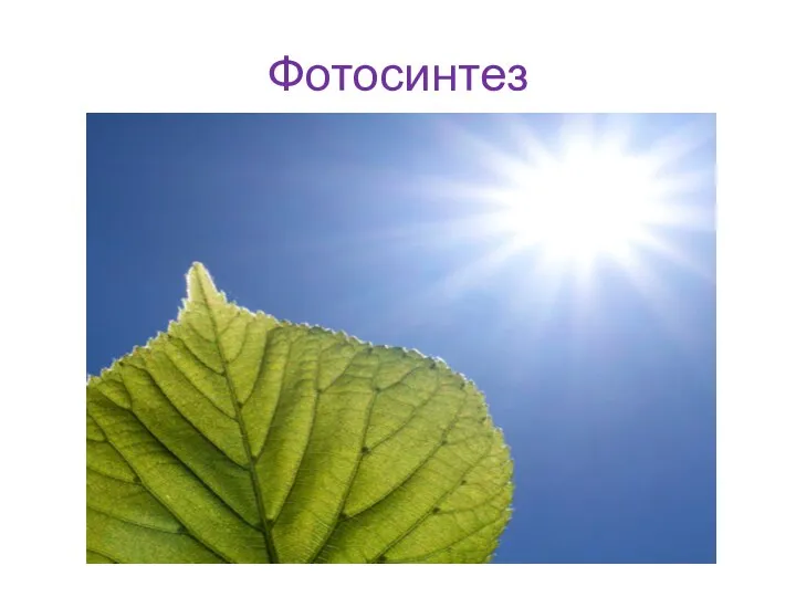 Фотосинтез