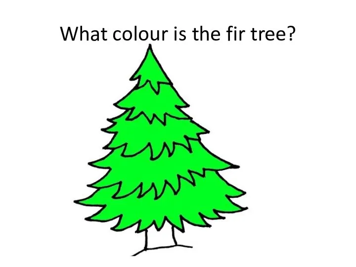 What colour is the fir tree?