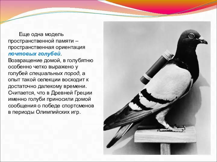 Еще одна модель пространственной памяти – пространственная ориентация почтовых голубей. Возвращение