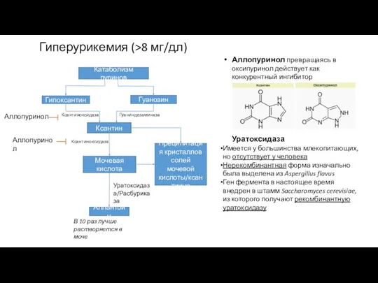 Катаболизм пуринов Гипоксантин Гуанозин Ксантин Мочевая кислота Аллантоин Преципитация кристаллов солей