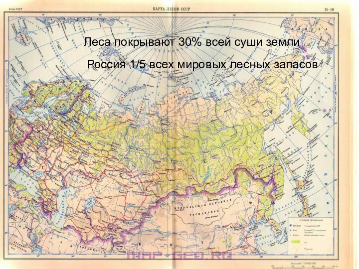 Леса покрывают 30% всей суши земли Россия 1/5 всех мировых лесных запасов